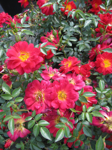 Beetrose Bienenweide Hellrot 1